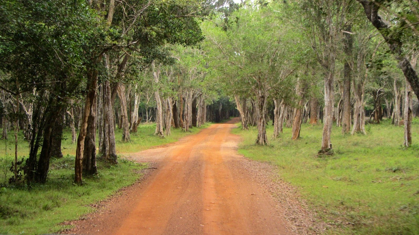 Wildlife scene in Wilpattu National Park, Sri Lanka
