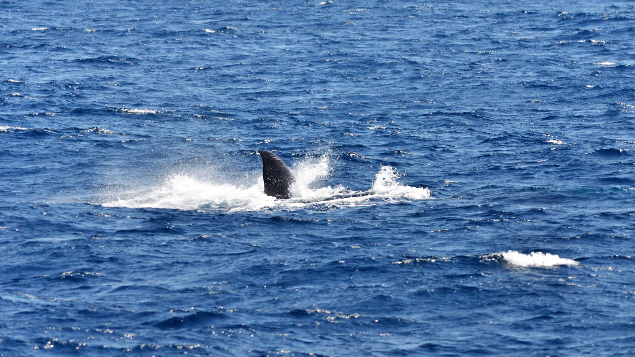 Whale watching in Mirissa, Sri Lanka
