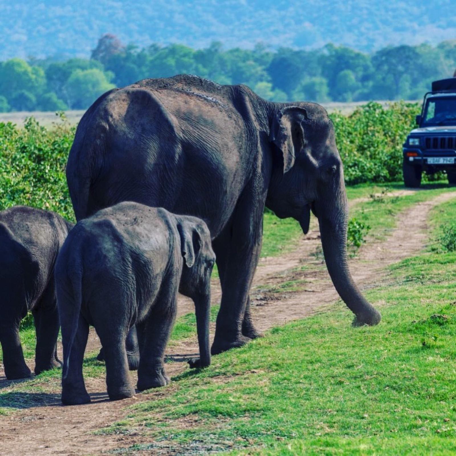 Safari jeeps in Yala National Park, Sri Lanka